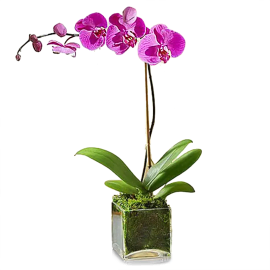 Elegant Purple Orchid Plant