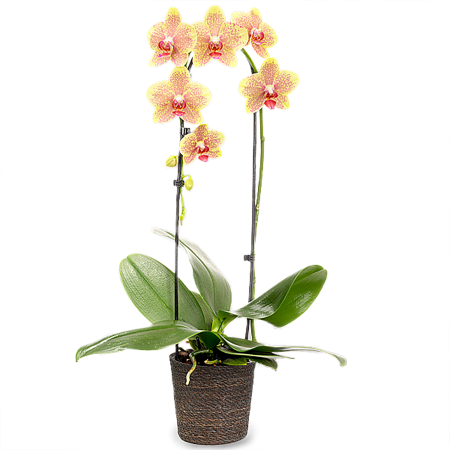 Gelber Orchideen- und Seegrastopf