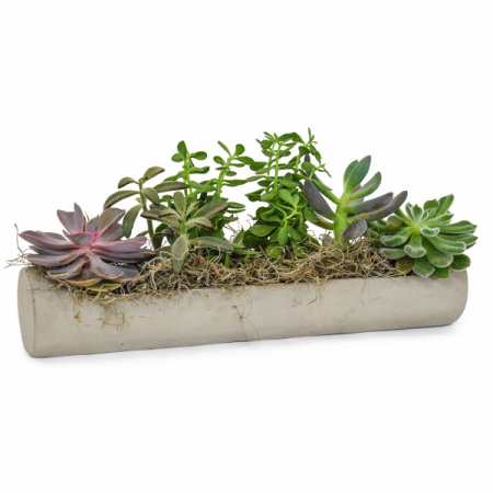 Atemberaubende Sukkulenten