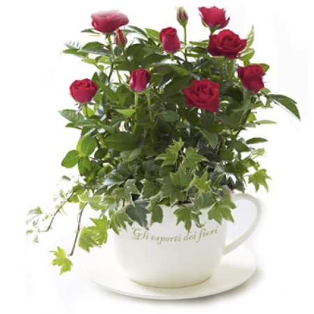 Wohnzimmer Teacup Rose