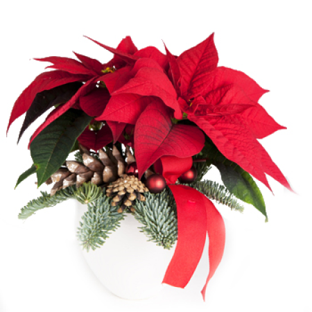 Weihnachtsstern in einer Vase