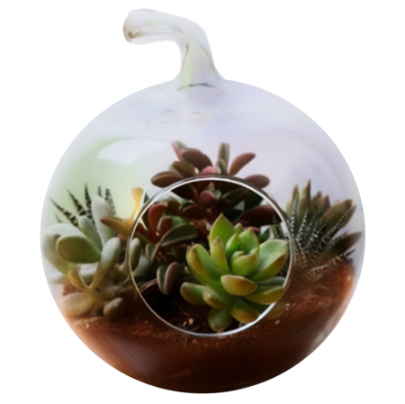 Wüstenoasen-Terrarium