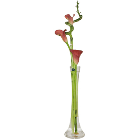 Die moderne Calla-Lilien