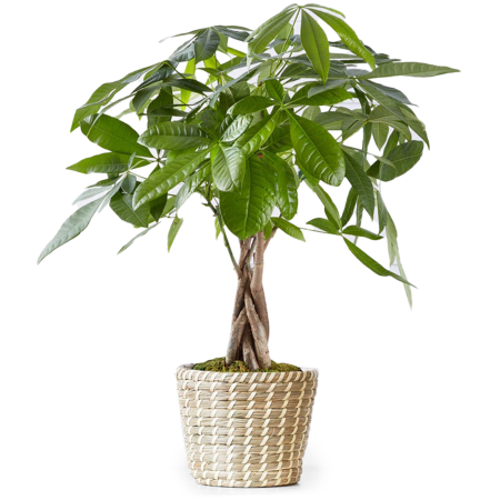 Bonsai-Glückseligkeit