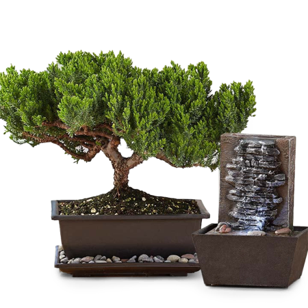 Immergrüner Wacholder-Bonsai