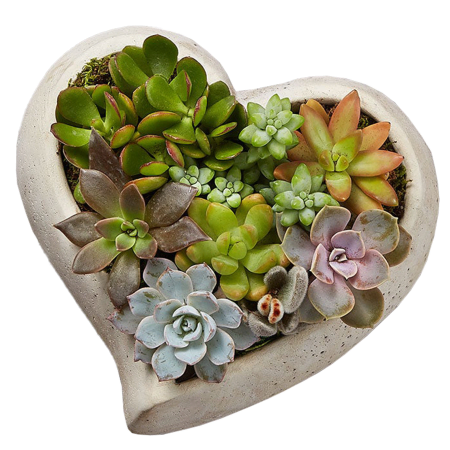 Heartfelt Succulent Sanctuary Gift