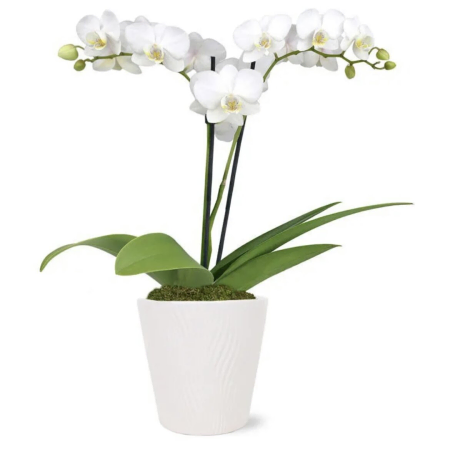 Heben Sie mich Orchidee auf