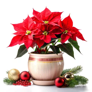 Geschenkkörbe für virtuelle Veranstaltungen für die Lieferung ins Ausland